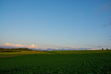 夏の夕暮れの山並みと緑の畑　十勝岳連峰
