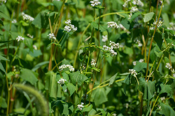 白い花が満開のソバ畑
