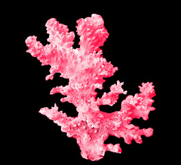 Coral isolated on black background © Dmitry