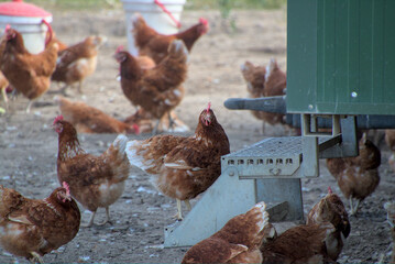 Chicken on steps to the chicken coop
