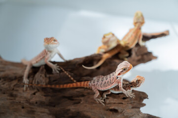 bearded dragon on ground with blur background