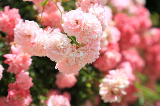 Bushes with blooming beautiful buds of pink roses adorning the city streets. A background of flowering roses depicted in close-up.