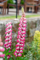 Pink lupin flowers in bloom