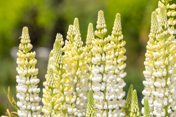 Yellow lupin flowers in bloom