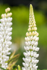 Close up of a white lupin flower in bloom