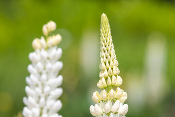 Close up of a white lupin flower in bloom
