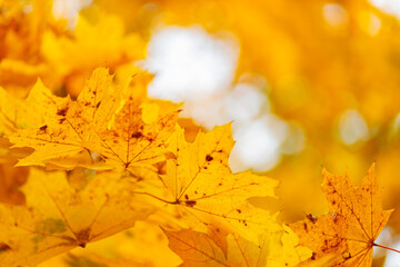 Naklejka na ściany i meble Yellow maple leaves on a blurred background. Autumn fall background with maple leaves. Copy space