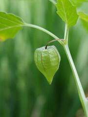 green pepper on the vine