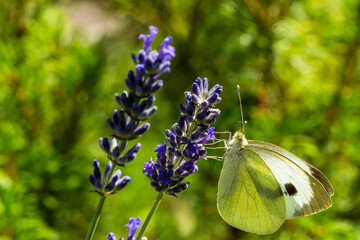 Kleiner Kohlweißling auf Lavendel