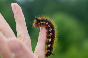 Caterpillar on the palm of a person, a hairy insect, a large black, brown, orange caterpillar...