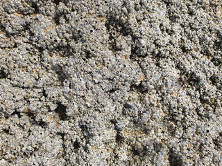 Textura de roca o piedra caliza con balanus
