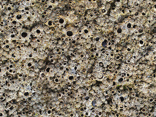 Textura de roca o piedra caliza con balanus