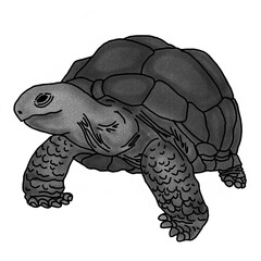 turtle illustration with pencil shading