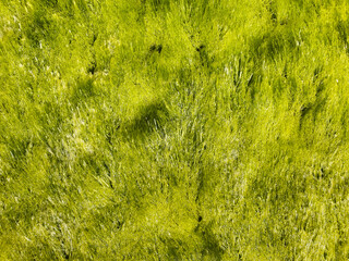 Fondo verde con textura de algas del Mediterráneo