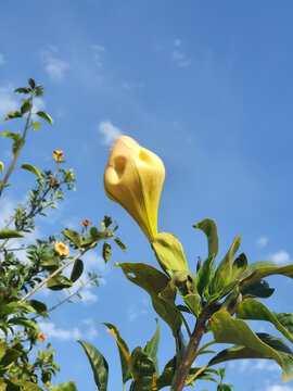 Capullo de solandra amarilla