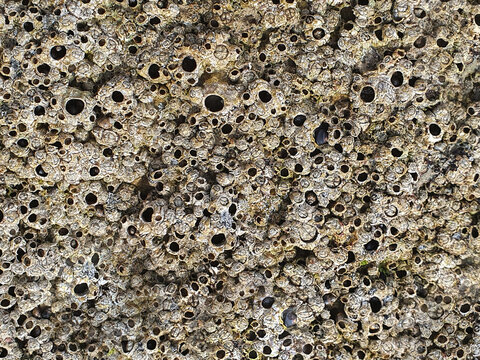 Textura de roca o piedra caliza con balanus
