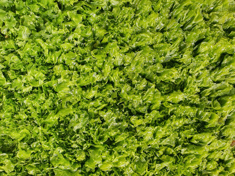Fondo verde con textura de algas del Mediterr&aacute;neo