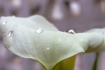 Gotas de agua sobre lirio blanco con fondo purpura