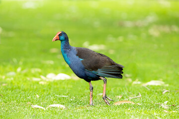 A beautiful Australian Swamphen bird is standing in Yanchep National Park, Western Australia 