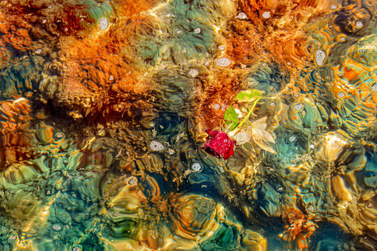 Rosa roja mustia flotando en el agua