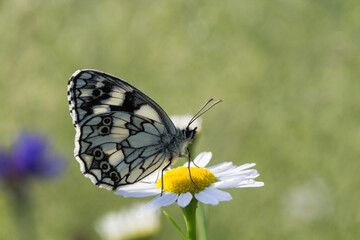 Motyl polowiec szachownica na zielonym tle