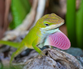 Gecko looking for a mate