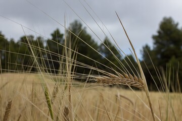 campo de cebada en Barchell, Alcoy 