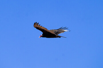 Red-headed vulture