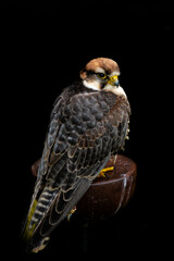 close-up view of a tamed Lanner falcon on a stool isolated on a black background