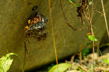 アシナガバチの巣