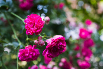Rose bush with lots of red  pink roses in bloom