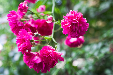 Rose bush with lots of red  pink roses in bloom . Nature background