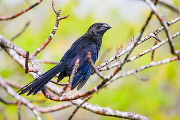 Smooth-billed ani sitting in a tree, Galápagos 