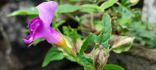 purple iris flower in spring