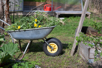 Garden cart with grass after mowing the lawn. Cleaning backyard work , distributing waste