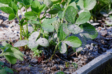 Fertilizing strawberry bushes with wood ash. Natural nutrition of plants with useful substances