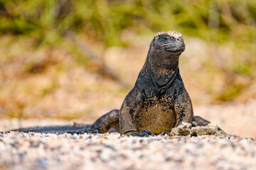 Marine iguana sitting on Beach, looking to the left, Galápagos 