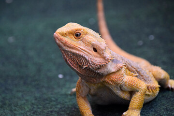 Bearded Dragon