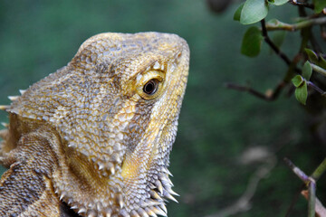 Bearded Dragon