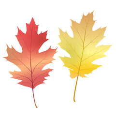 アカガシワの葉（グラデーション）のイラスト