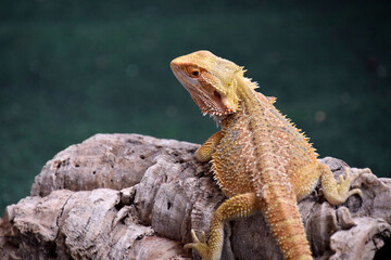 Bearded Dragon