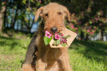 Cute airedale terrier dog holding craft envelope with apple blossom