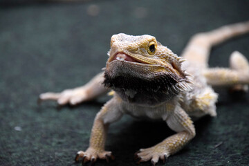Bearded Dragon