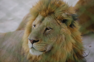 Closeup beautiful portrait of an African Lion
