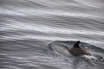 Ocean surface rippled, with dolphin swimming, Galápagos 