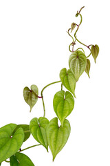 purple yam plant vine, dioscorea alata, also known as ube or greater yam, perennial, fast growing and climbing plant isolated on white background - obrazy, fototapety, plakaty