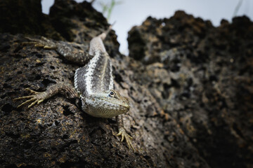 Lava lizard on lava rock, Galápagos 