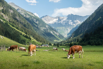 Fototapeta na wymiar Dairy cows on an alpine meadow with mountains in the background