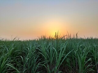 sunset over the field