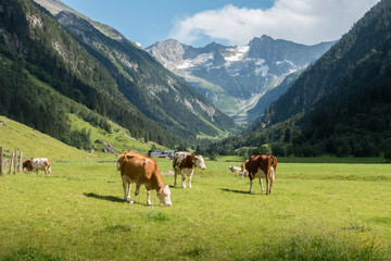 Dairy cows on an alpine meadow with mountains in the background